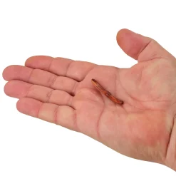 Berkley Gulp! Alive!® Fat Floating Trout Worm