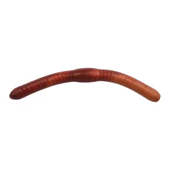 Berkley Gulp! Alive!® Fat Floating Trout Worm