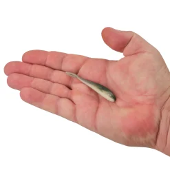 Berkley Gulp! Alive!® Minnow