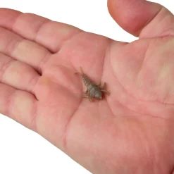 Berkley Gulp! Alive!® Stonefly