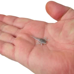 Berkley Gulp! Alive!® Stonefly