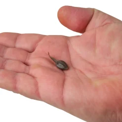 Berkley Gulp! Alive!® Tadpole