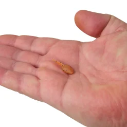 Berkley Gulp! Alive!® Tadpole
