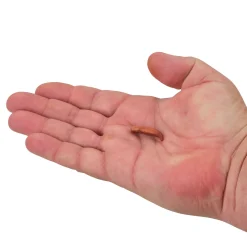 Berkley Gulp!® Floating Pinched Crawler