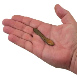 Berkley Gulp!® Leech