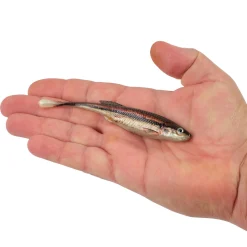 Berkley PowerBait® Drip Minnow