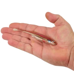 Berkley PowerBait® Drip Minnow