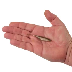 Berkley PowerBait® Drip Minnow
