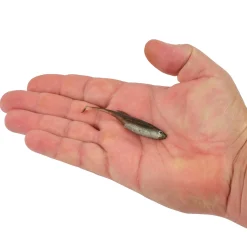 Berkley PowerBait® Drip Swimmer