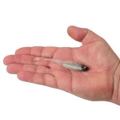 Berkley PowerBait® Drip Swimmer