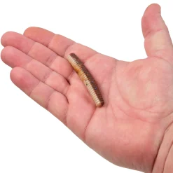 Berkley PowerBait® MaxScent Lil' General