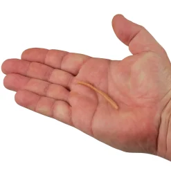 Berkley PowerBait® Power® Floating Trout Worm