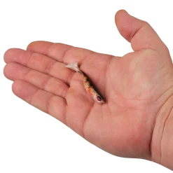 Berkley PowerBait® Ripple Shad