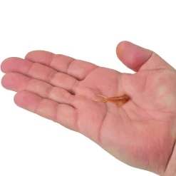 Berkley PowerBait® Trilobite